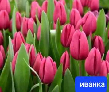 Тюльпаны оптом к 8 марта.