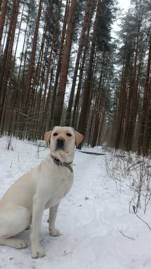 Вязка бесплатно