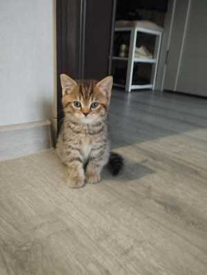 Котята ?