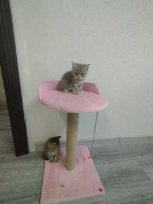 Котята ?