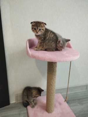 Котята ?
