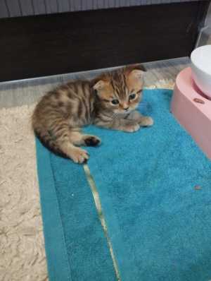 Котята ?