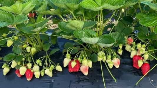 ПРОДАМ САЖЕНЦЫ КЛУБНИКИ