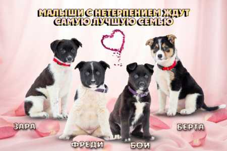 Щенки очень хотят домой