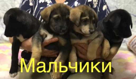 Щенки овчарки