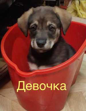 Щенки овчарки