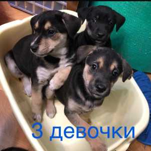 Щенки овчарки