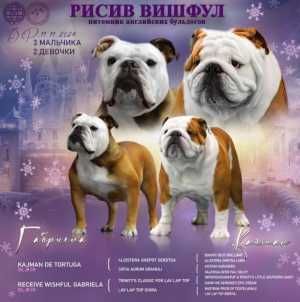 Английский бульдог