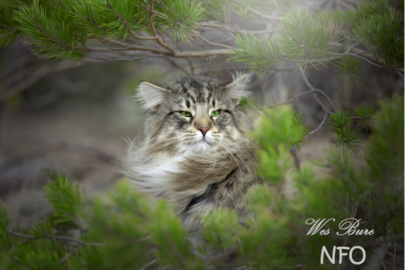 Котнок норвежской лесной кошки.