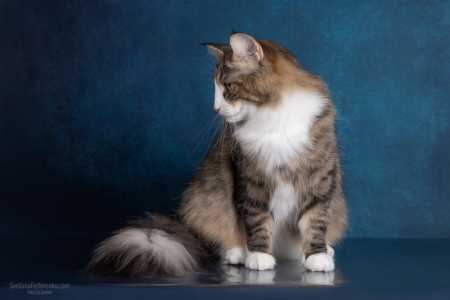 Котнок норвежской лесной кошки.