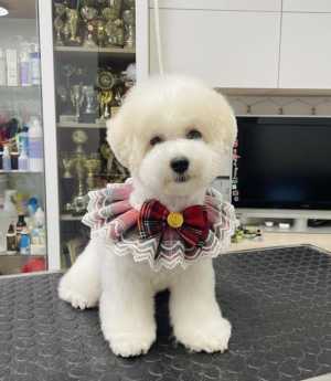 Щенки Бишон Фризе.