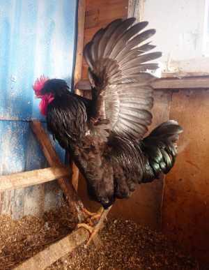 Петушки 10 месяцев