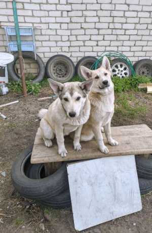 Отдам щенков в добрые руки