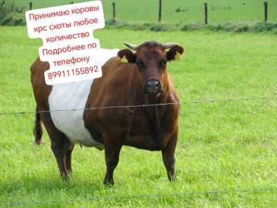 Куплю Коров в любом состоянии