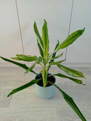 Драцена Гукера