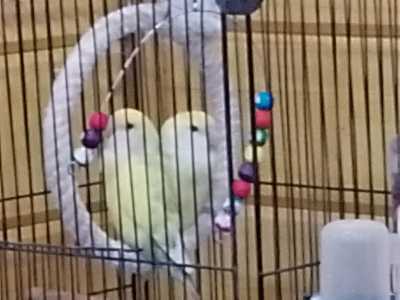 Пара неразлучников