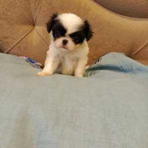 Японский хин