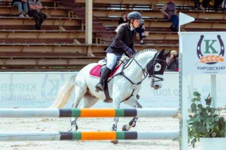 Спортивный конь