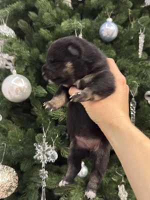 ����� ���� ���