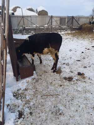 ������