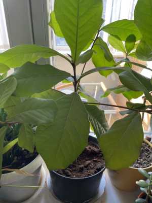 Индийский миндаль