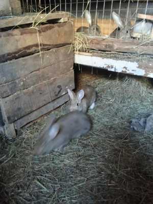 Кролики мясных пород