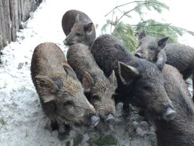 Продам кобанят