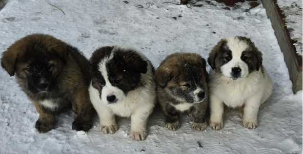 Щенки алабая