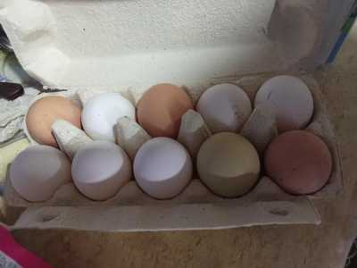 Яйца куриные домашние