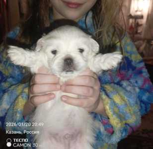 Щенок пекинеса