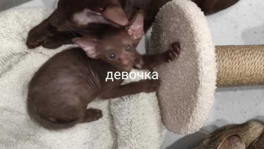 ������������ ������