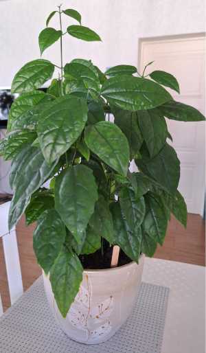 Клеродендрум Томпсона