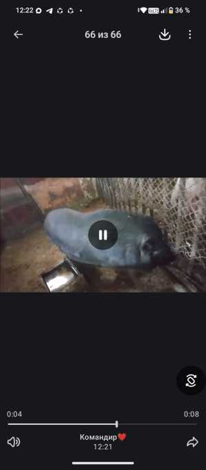 Поросёнок мальчик