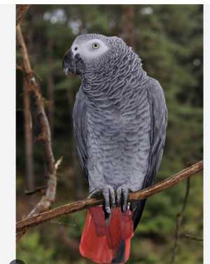 Куплю попугая Жако