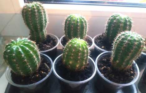 Эхинокактус отдам даром