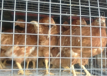 Куры Хайсекс Браун, Яичная порода