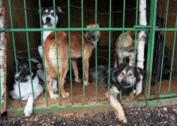 Помощь животным