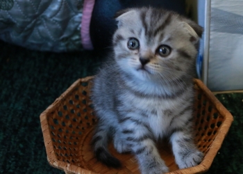 шотландские котята