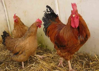 петухи кученские