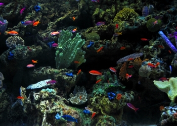 Цехлиды разные