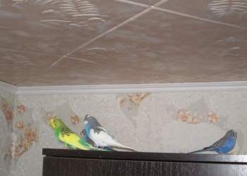 ВОЛНИСТЫЕ ПОПУГАЙЧИКИ