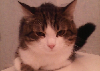 обычный кот или котенок Мурзик