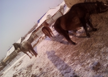 Кабыла жеребая