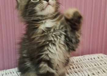 Котята мейн-кун