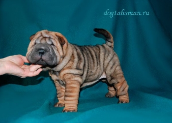 Золотая рыбка Моника Белуччи на продажу