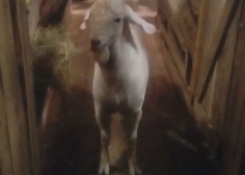 Продам козла