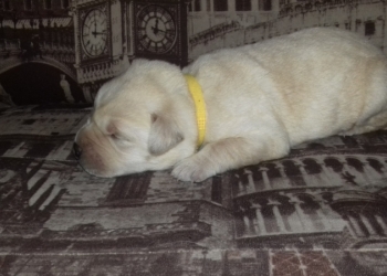 Щенки Лабрадора