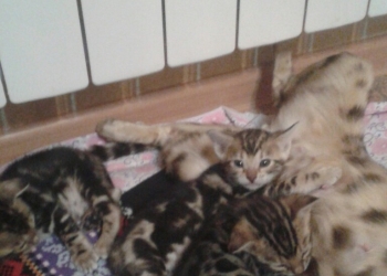 Котята от международного чемпиона