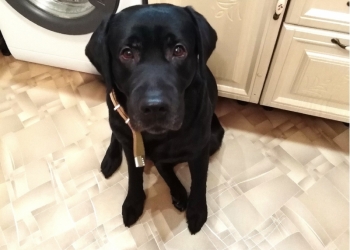 Вязка кобеля лабрадора