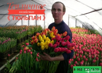 Тепличное хозяйство "Тюльпан"